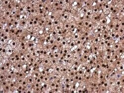 RBM8A Antibody, Novus Biologicals 100 &mu;g | Buy Online | Novus Biologicals | Fisher Scientific