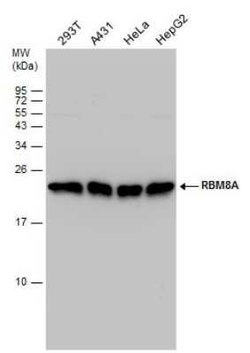RBM8A Antibody, Novus Biologicals 100 &mu;g | Buy Online | Novus Biologicals | Fisher Scientific