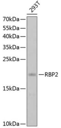 RBP2 Antibody - BSA Free, Novus Biologicals 0.1 mL | Buy Online | Novus Biologicals | Fisher Scientific