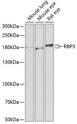 RBP3 Antibody - BSA Free, Novus Biologicals:Antibodies:Primary Antibodies