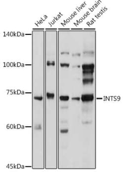 RC74 Antibody - BSA Free, Novus Biologicals 0.1 mL; Unconjugated:Antibodies,