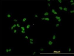 RCC1 Antibody (2F1), Novus Biologicals 0.1 mg | Buy Online | Novus Biologicals | Fisher Scientific