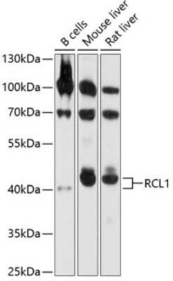 RCL1 Antibody - Azide and BSA Free, Novus Biologicals 0.02 mL; Unconjugated:Antibodies,