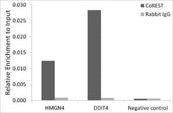 RCOR1/CoREST Rabbit anti-Human, Mouse, Rat, Clone: 9B3R7, Novus Biologicals 100 &mu;g | Buy Online | Novus Biologicals | Fisher Scientific