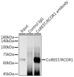 RCOR1/CoREST Rabbit anti-Human, Mouse, Rat, Clone: 9B3R7, Novus Biologicals 100 &mu;g | Buy Online | Novus Biologicals | Fisher Scientific
