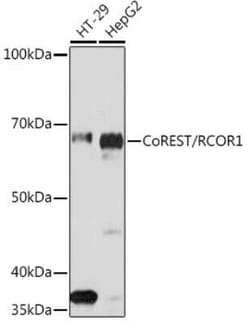 RCOR1/CoREST Rabbit anti-Human, Mouse, Rat, Clone: 9B3R7, Novus Biologicals 100 &mu;g | Buy Online | Novus Biologicals | Fisher Scientific