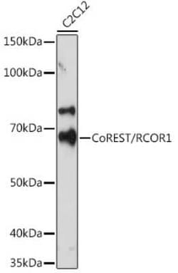 RCOR1/CoREST Rabbit anti-Human, Mouse, Rat, Clone: 9B3R7, Novus Biologicals 100 &mu;g | Buy Online | Novus Biologicals | Fisher Scientific