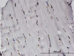 RCSD 1 Antibody (3F6), Novus Biologicals 0.1 mg | Buy Online | Novus Biologicals | Fisher Scientific