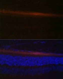 RDH5 Antibody - BSA Free, Novus Biologicals 0.1 mL; Unconjugated:Antibodies,