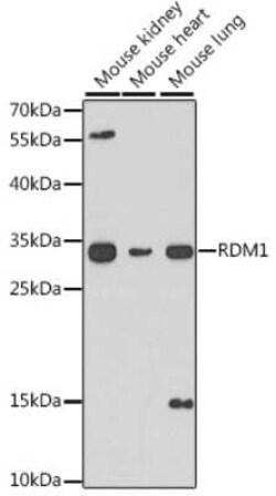 RDM1 Antibody - BSA Free, Novus Biologicals:Antibodies:Primary Antibodies