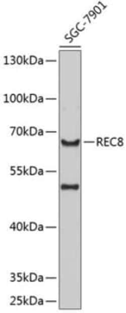 REC8 Antibody - BSA Free, Novus Biologicals:Antibodies:Primary Antibodies