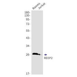 REEP2 Antibody (S07-6C8), Novus Biologicals 100 &mu;g; Unconjugated:Antibodies,