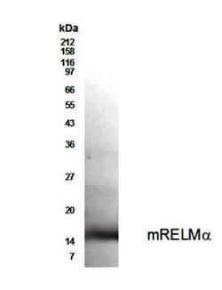 FIZZ1/RELM alpha Antibody - BSA Free, Novus Biologicals&trade;