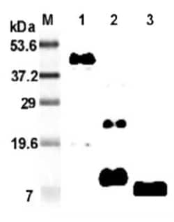 RELM beta, Rat anti-Mouse, Clone: MRB 46L, Novus Biologicals:Antibodies:Primary