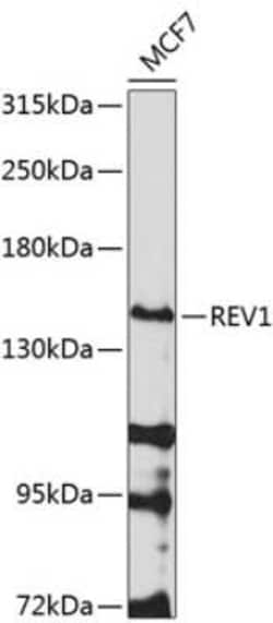 REV1 Antibody - BSA Free, Novus Biologicals:Antibodies:Primary Antibodies