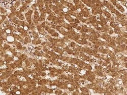 REXO1 Antibody, Novus Biologicals 50 &mu;g | Buy Online | Novus Biologicals | Fisher Scientific