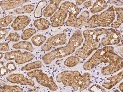 REXO1 Antibody, Novus Biologicals 50 &mu;g | Buy Online | Novus Biologicals | Fisher Scientific