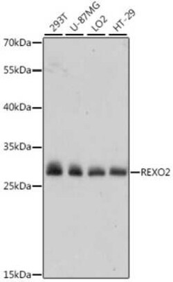 REXO2 Antibody - Azide and BSA Free, Novus Biologicals 0.1 mL; Unconjugated:Antibodies,