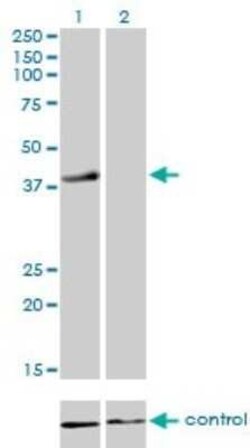 RFC4 Antibody (1C12), Novus Biologicals 0.1 mg | Buy Online | Novus Biologicals | Fisher Scientific