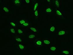 RFC4 Antibody, Novus Biologicals:Antibodies:Primary Antibodies