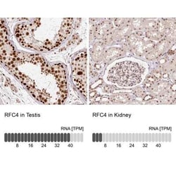 RFC4 Antibody, Novus Biologicals 25 &mu;L, Unconjugated:Antibodies, Polyclonal