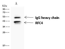 RFC4 Antibody, Novus Biologicals:Antibodies:Primary Antibodies