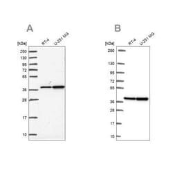 RFC4 Antibody, Novus Biologicals 25 &mu;L, Unconjugated:Antibodies, Polyclonal