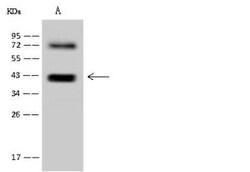 RFC4 Antibody, Novus Biologicals:Antibodies:Primary Antibodies