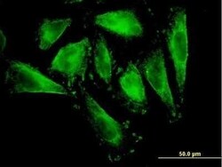 RFNG Antibody (6C7), Novus Biologicals 0.1 mg | Buy Online | Novus Biologicals | Fisher Scientific