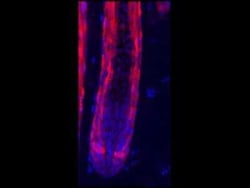 RFP Antibody, Novus Biologicals 100 &mu;g; Unconjugated:Antibodies, Polyclonal