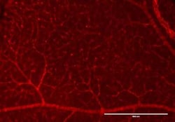 RFP Antibody, Novus Biologicals 100 &mu;g; Unconjugated:Antibodies, Polyclonal