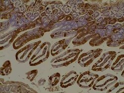 RFP Antibody, Novus Biologicals 100 &mu;g; Unconjugated:Antibodies, Polyclonal