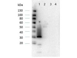 RFP Antibody, Novus Biologicals 100 &mu;g; Unconjugated:Antibodies, Polyclonal