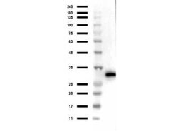 RFP Antibody, Novus Biologicals 100 &mu;g; Unconjugated:Antibodies, Polyclonal