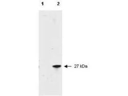 RFP Antibody, Novus Biologicals 100 &mu;g; Unconjugated:Antibodies, Polyclonal