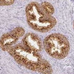 RFPL2 Rabbit anti-Human, Polyclonal, Novus Biologicals 25 &mu;g; Unconjugated:Antibodies,