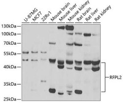 RFPL2 Antibody - BSA Free, Novus Biologicals:Antibodies:Primary Antibodies