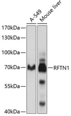 RFTN1 Antibody - BSA Free, Novus Biologicals 0.1 mL, Unconjugated:Antibodies,