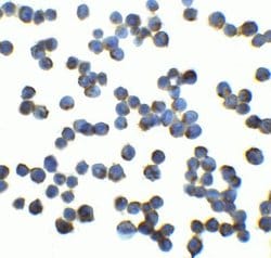 RFX1 Antibody - BSA Free, Novus Biologicals 0.1 mg; Unconjugated:Antibodies,