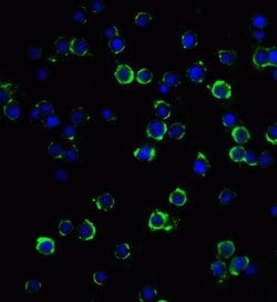RFX1 Antibody - BSA Free, Novus Biologicals 0.1 mg; Unconjugated:Antibodies,