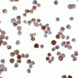 RFX1 Antibody - BSA Free, Novus Biologicals 0.1 mg; Unconjugated:Antibodies,