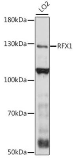 RFX1 Antibody - Azide and BSA Free, Novus Biologicals:Antibodies:Primary