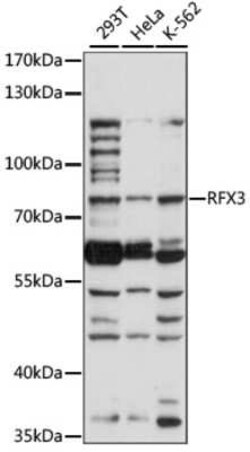 RFX3 Antibody - Azide and BSA Free, Novus Biologicals 0.02 mL; Unconjugated:Antibodies,