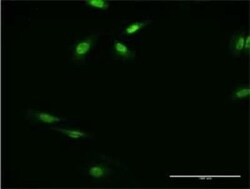 RFXANK Antibody (4G10), Novus Biologicals 0.1 mg | Buy Online | Novus Biologicals | Fisher Scientific
