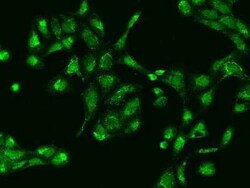 RG9MTD1 Antibody, Novus Biologicals:Antibodies:Primary Antibodies