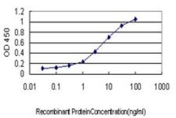 RGL1 Antibody (2D10), Novus Biologicals 0.1 mg, Unconjugated:Antibodies,