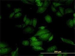 RGL2 Antibody (4D10), Novus Biologicals 0.1 mg, Unconjugated:Antibodies,