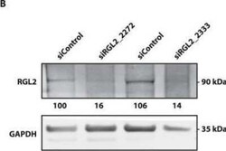 RGL2 Antibody (4D10), Novus Biologicals 0.1 mg, Unconjugated:Antibodies,
