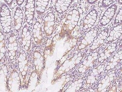 RGL4 Antibody, Novus Biologicals 100 &mu;g; Unconjugated:Antibodies, Polyclonal