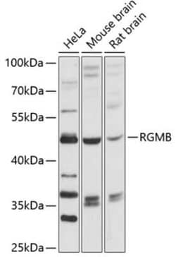 RGM-B Antibody - Azide and BSA Free, Novus Biologicals 0.02 mL, Unconjugated:Antibodies,